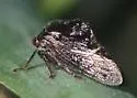 Telamona compacta - photo 5