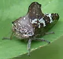 Telamona concava