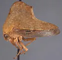 Telamona coronata