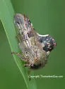 Telamona decorata