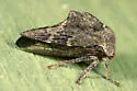 Telamona dubiosa - photo 2