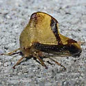 Telamona excelsa