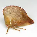 Telamona extrema - photo 2