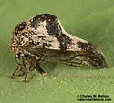 Telamona gibbera - photo 2