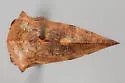 Telamona gibbera - photo 4