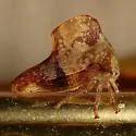 Telamona maculata - Telamona maculata