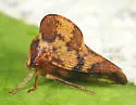 Telamona maculata - photo 3