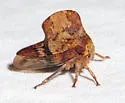 Telamona maculata - photo 4