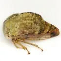Telamona reclivata