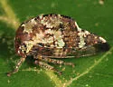 Telamona stephani - Telamona stephani
