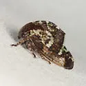 Telamona stephani - photo 3
