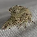 Telamona subfalcata
