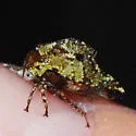 Telamona subfalcata - photo 3