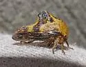 Basswood Treehopper