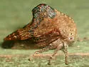 Basswood Treehopper - photo 3