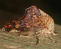 Basswood Treehopper - photo 4
