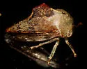 Basswood Treehopper - photo 5