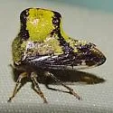 Telamona tristis