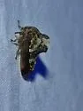 Telamona tristis - photo 3