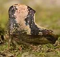 Telamona tristis - photo 4