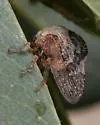 Telamonanthe pulchella "brevis"