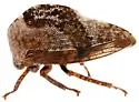 Telamonanthe pulchella "brevis" - photo 2