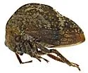 Telamonanthe pulchella "brevis" - photo 3