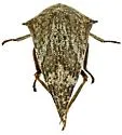 Telamonanthe pulchella "brevis" - photo 4