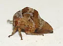 Telamonanthe pulchella