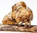 Telamonanthe pulchella - photo 2