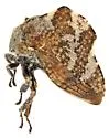 Telamonanthe pulchella - photo 4
