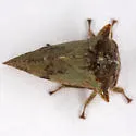 Telamonanthe rileyi