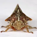 Telamonanthe rileyi - photo 2