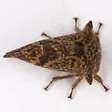Telamonanthe rileyi - photo 3