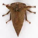 Telamonanthe rileyi - photo 4