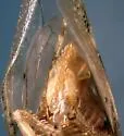 Telamonanthe rileyi - photo 5
