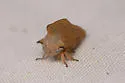 Telamonanthe turbinella - photo 3