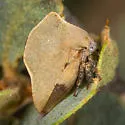 Telamonanthe turbinella - photo 5