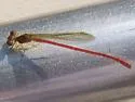 Duckweed Firetail