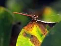 Duckweed Firetail - photo 2