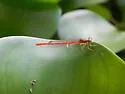 Duckweed Firetail - photo 3