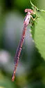 Duckweed Firetail - photo 4