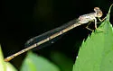 Duckweed Firetail - photo 5