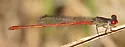 Marsh Firetail
