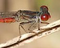 Marsh Firetail - photo 2