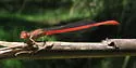 Desert Firetail