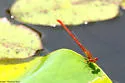 Desert Firetail - photo 2
