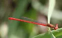 Desert Firetail - photo 3