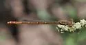 Desert Firetail - photo 4
