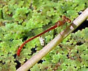 Desert Firetail - photo 5